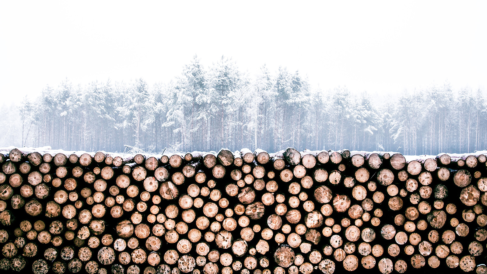 Wood: The Most Sustainable and Renewable on the Planet